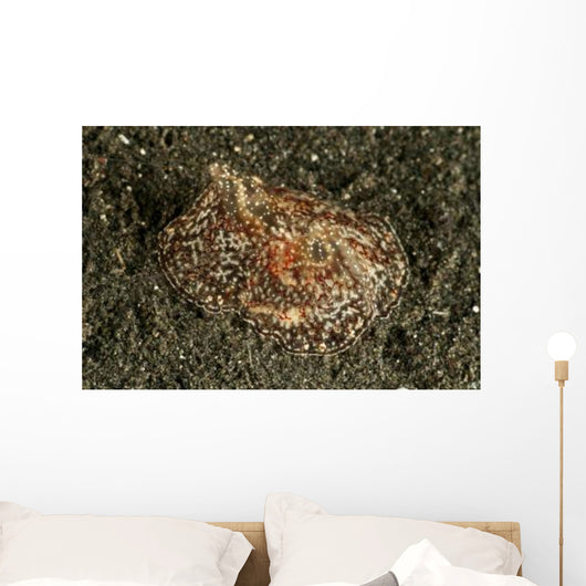 Sea Hare with Extended Wall Decal