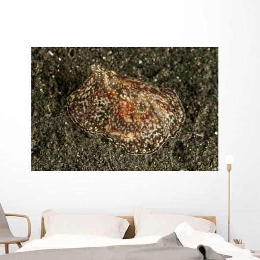 Sea Hare with Extended Wall Decal