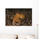 Ocellate Octopus with Two Wall Decal Design 2