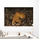 Ocellate Octopus with Two Wall Decal Design 2