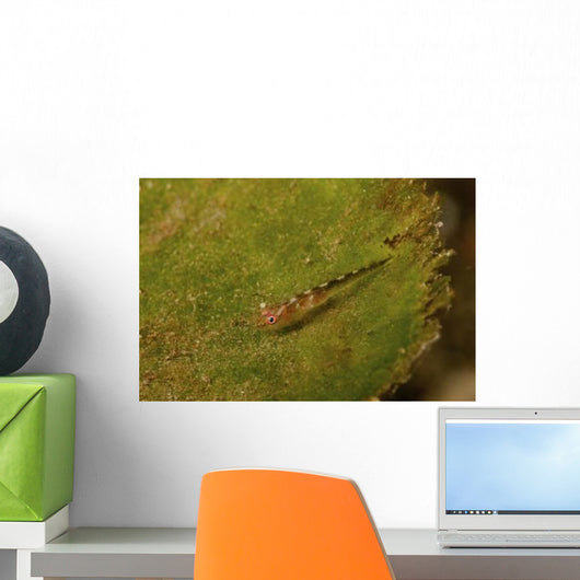 Red-eyed Goby Green Sea Wall Decal