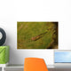 Red-eyed Goby Green Sea Wall Decal