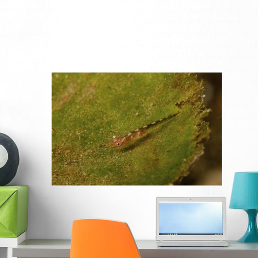 Red-eyed Goby Green Sea Wall Decal