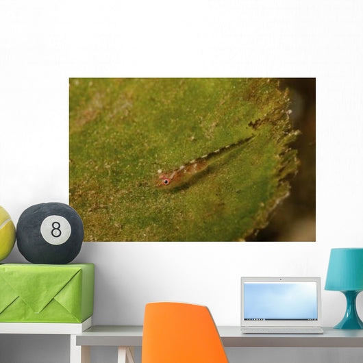 Red-eyed Goby Green Sea Wall Decal