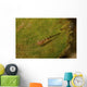 Red-eyed Goby Green Sea Wall Decal