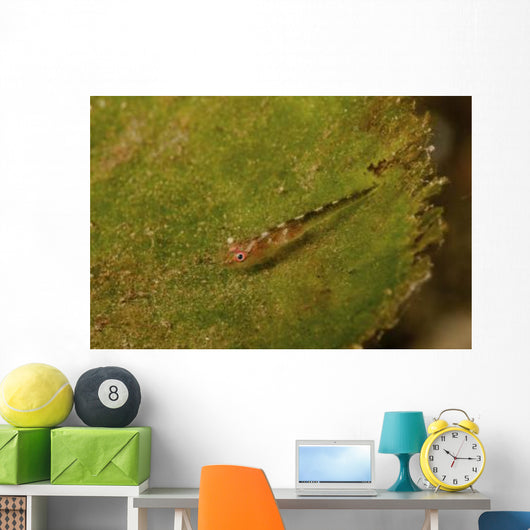 Red-eyed Goby Green Sea Wall Decal