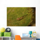 Red-eyed Goby Green Sea Wall Decal