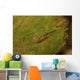 Red-eyed Goby Green Sea Wall Decal