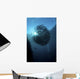 Ball Trevally Liberty Wreck Wall Decal Design 2