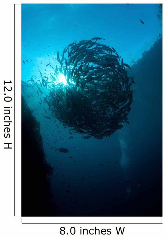 Ball Trevally Liberty Wreck Wall Decal Design 2