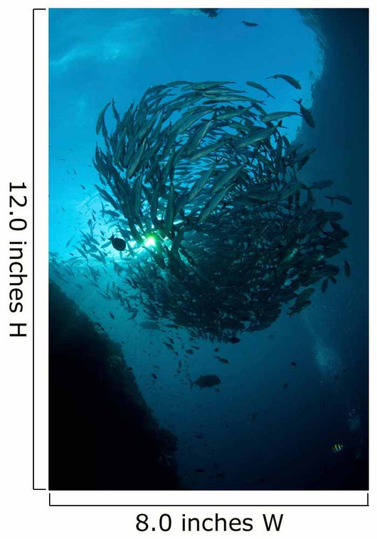 Ball Trevally Liberty Wreck Wall Decal Design 1