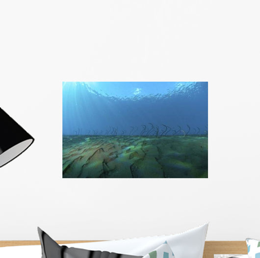 Group Undulating Garden Eels Wall Decal