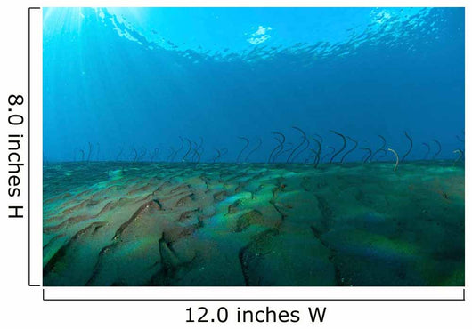Group Undulating Garden Eels Wall Decal