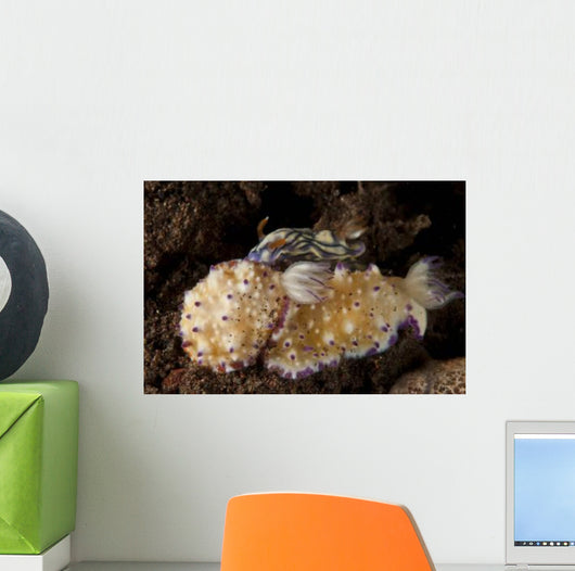 Pair Nudibranch Sea Slugs Wall Decal