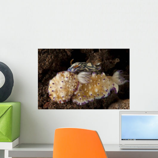 Pair Nudibranch Sea Slugs Wall Decal