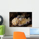 Pair Nudibranch Sea Slugs Wall Decal