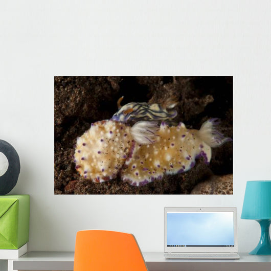 Pair Nudibranch Sea Slugs Wall Decal