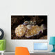 Pair Nudibranch Sea Slugs Wall Decal