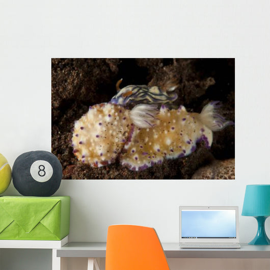 Pair Nudibranch Sea Slugs Wall Decal