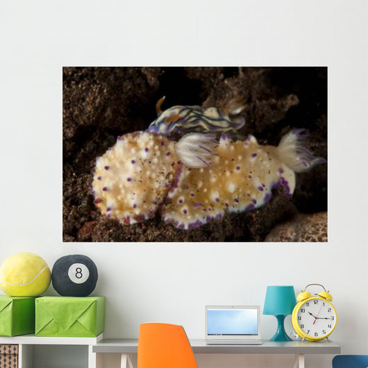 Pair Nudibranch Sea Slugs Wall Decal