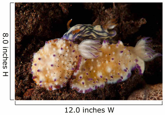 Pair Nudibranch Sea Slugs Wall Decal