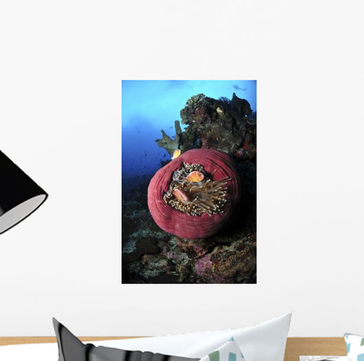 Three Pink Anemonefish Circular Wall Decal