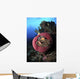 Three Pink Anemonefish Circular Wall Decal