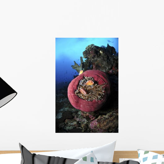 Three Pink Anemonefish Circular Wall Decal
