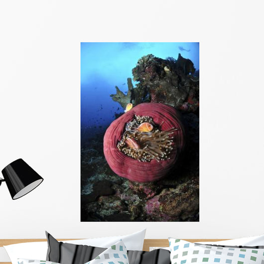 Three Pink Anemonefish Circular Wall Decal