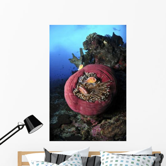 Three Pink Anemonefish Circular Wall Decal