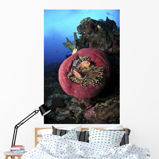 Three Pink Anemonefish Circular Wall Decal