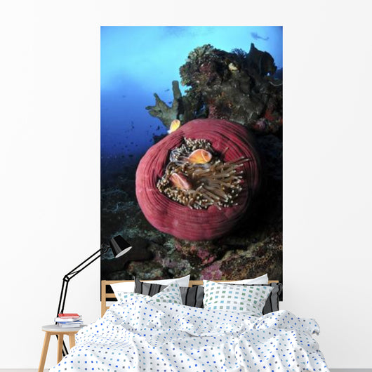 Three Pink Anemonefish Circular Wall Decal