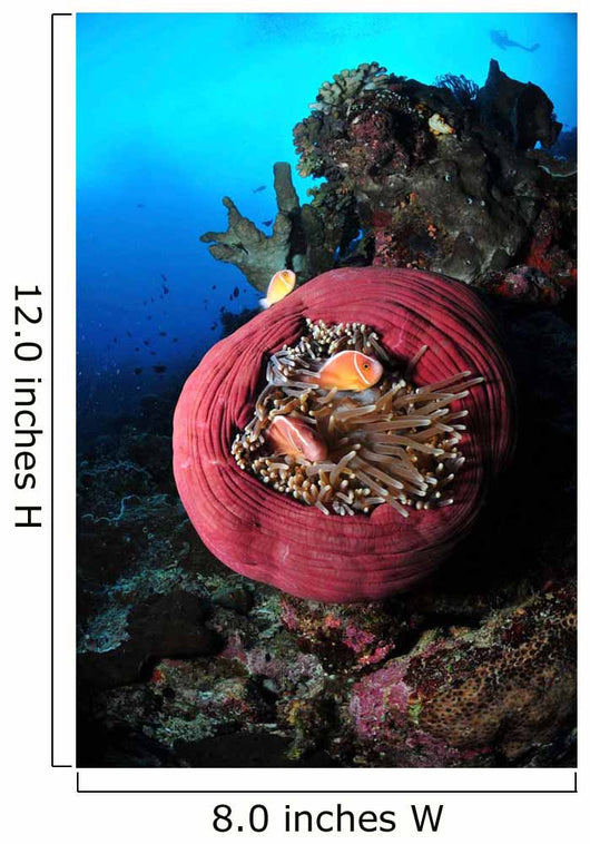 Three Pink Anemonefish Circular Wall Decal