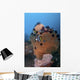 Bannerfish Brown Sea Fan Wall Decal
