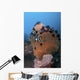Bannerfish Brown Sea Fan Wall Decal