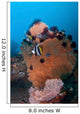Bannerfish Brown Sea Fan Wall Decal