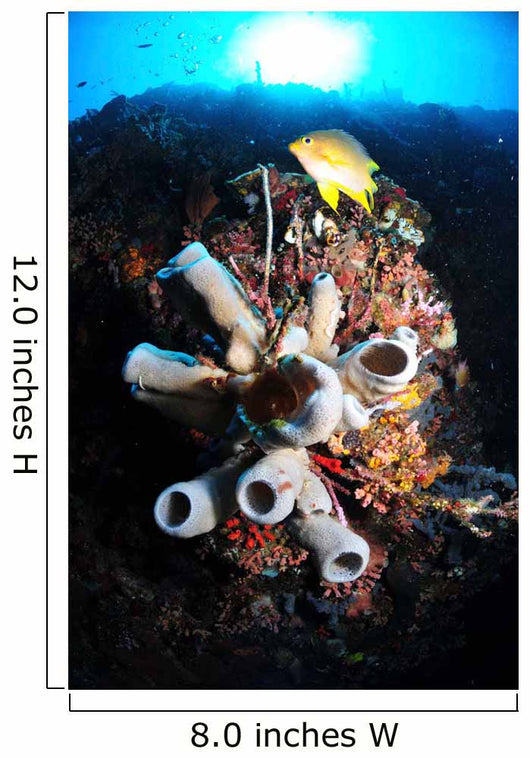 Colorful Reef with Grey Wall Decal