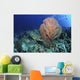 Green Sea Turtle near Wall Decal