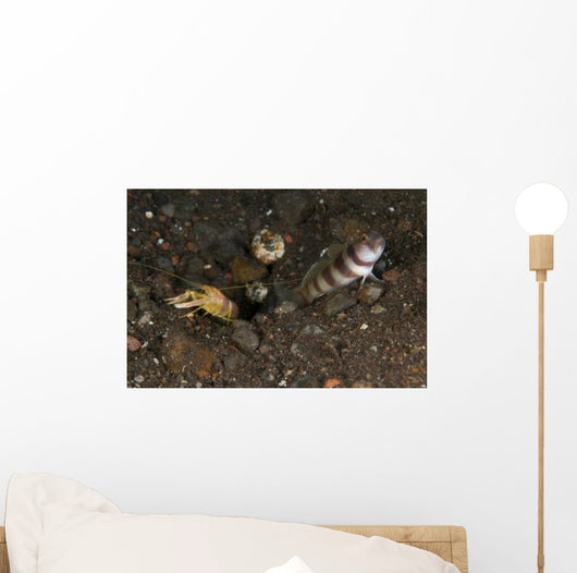 Goby with Commensal Blind Wall Decal Design 2