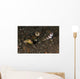 Goby with Commensal Blind Wall Decal Design 2