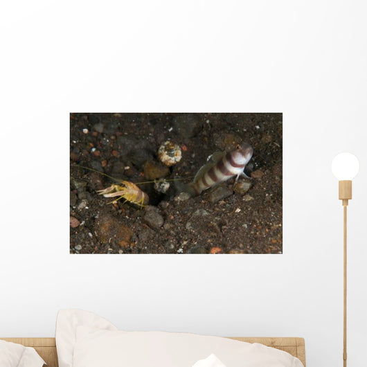 Goby with Commensal Blind Wall Decal Design 2