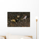 Goby with Commensal Blind Wall Decal Design 2