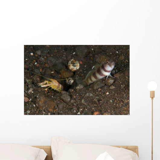 Goby with Commensal Blind Wall Decal Design 2