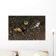 Goby with Commensal Blind Wall Decal Design 2