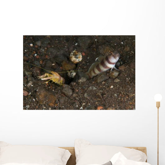 Goby with Commensal Blind Wall Decal Design 2