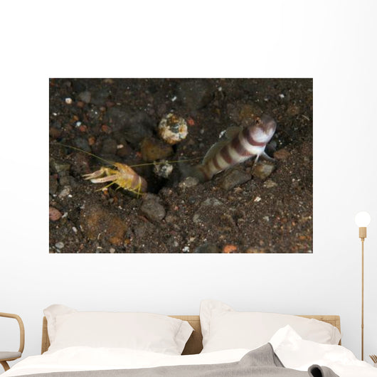 Goby with Commensal Blind Wall Decal Design 2