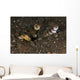 Goby with Commensal Blind Wall Decal Design 2