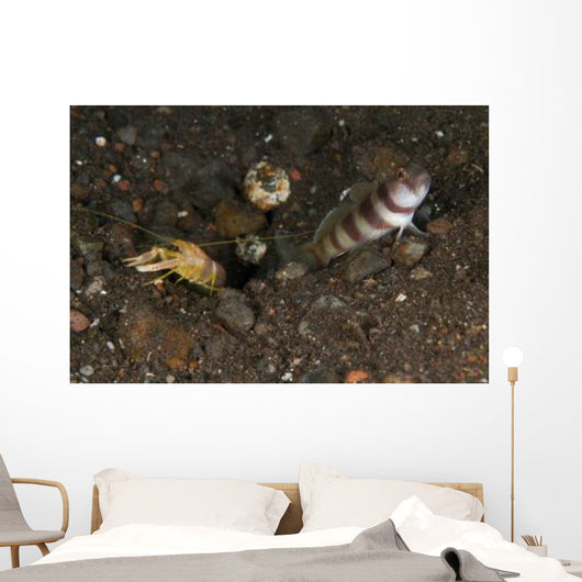 Goby with Commensal Blind Wall Decal Design 2