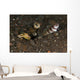 Goby with Commensal Blind Wall Decal Design 2