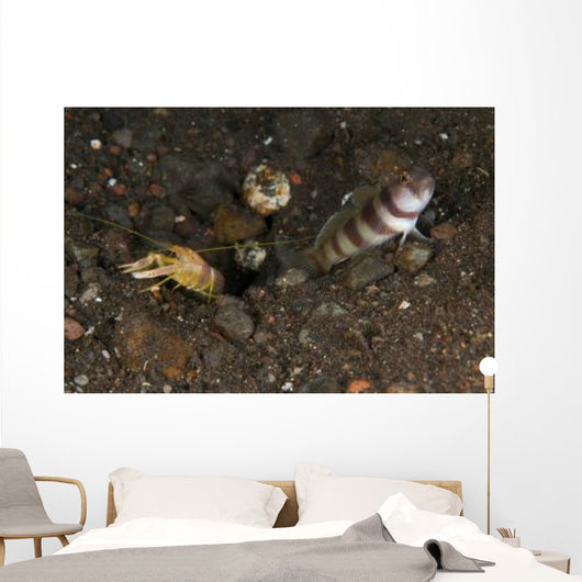 Goby with Commensal Blind Wall Decal Design 2
